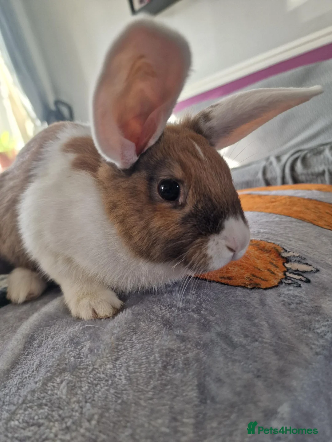 Mixed Breed rabbits for sale: Bunnies - lop/rex mix - Advert 8