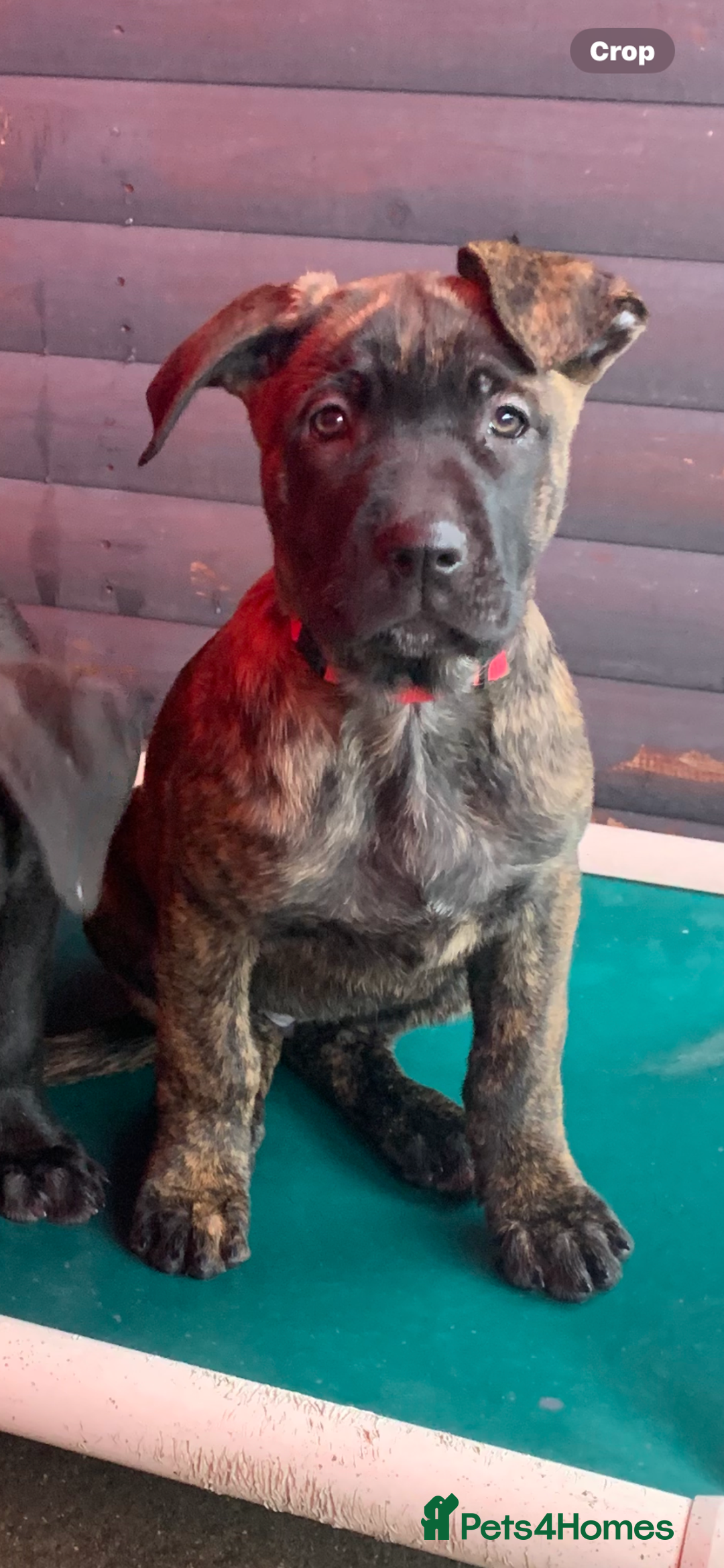 Mixed Breed dogs for sale: Belgian shepherd/cane corso hybrid pups.  - Advert 4
