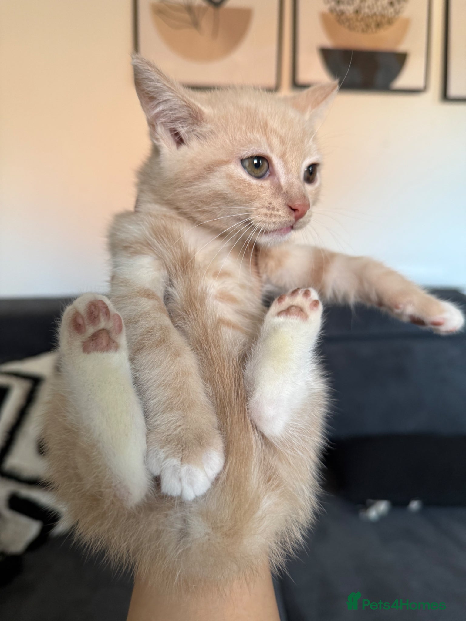 Mixed Breed cats Bengal cross kittens  - Advert 3