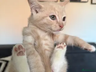 Mixed Breed cats Bengal cross kittens - Advert 3