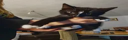 Domestic Shorthair cats for sale: Little tuxedo kittens🐈‍⬛🤍 - Advert 6