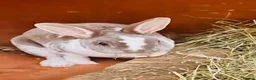 Mixed Breed rabbits for sale: Rabbits for homes  - Advert 2