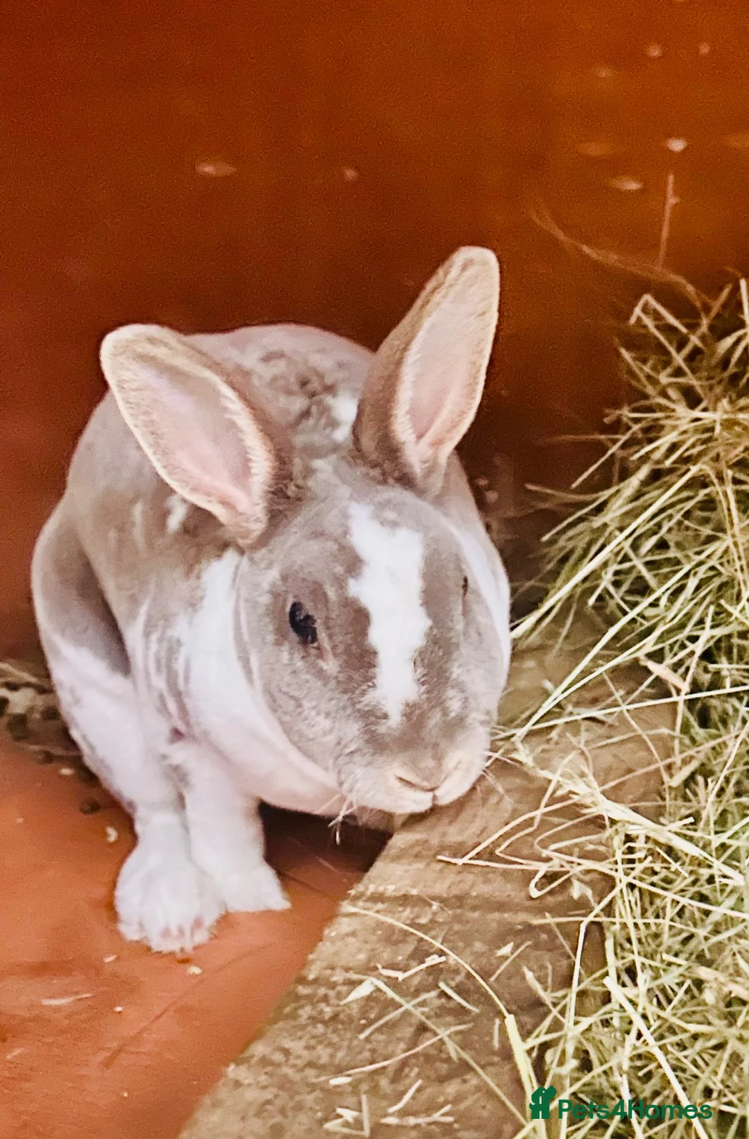 Mixed Breed rabbits for sale: Rabbits for homes  - Advert 2