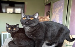 British Shorthair cats for sale: Beautiful British Shorthair kittens - Image 13