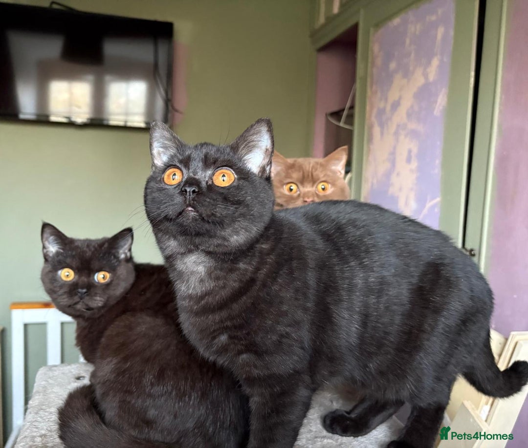 British Shorthair cats for sale: Beautiful British Shorthair kittens - Image 13