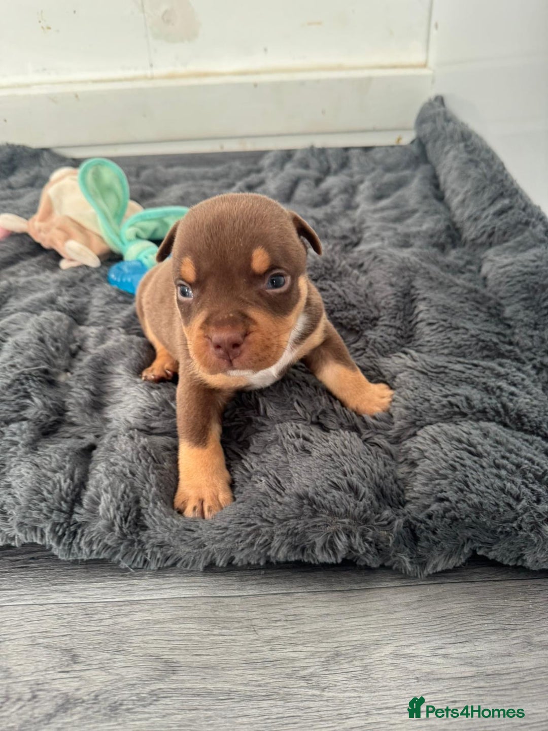 American Bully dogs for sale: Beautiful little pocket bullies for sale - Advert 3