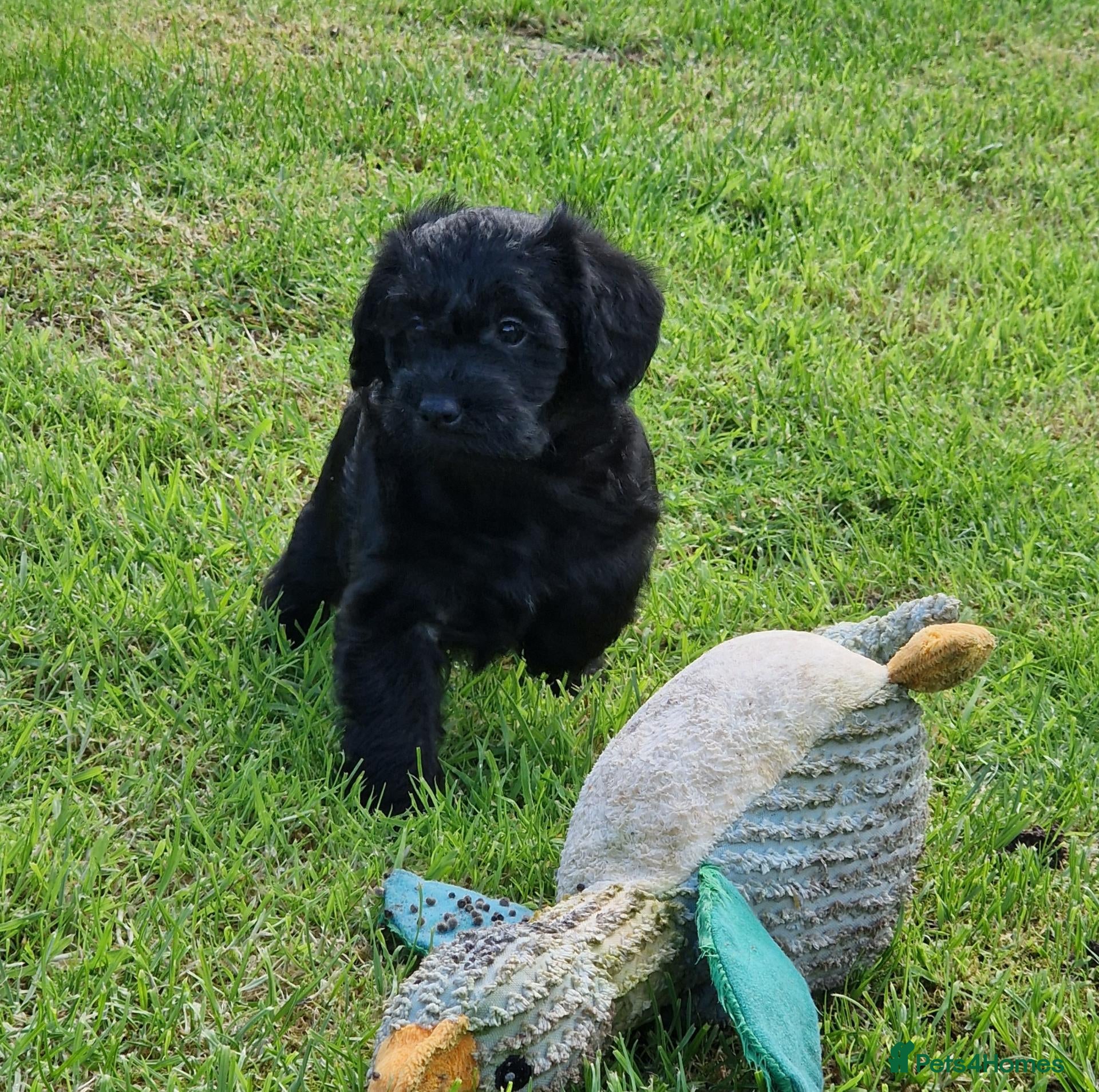 Schnoodle dogs Schnoodles  - Advert 1