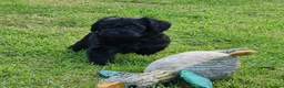 Schnoodle dogs for sale: Schnoodles  - Advert 12