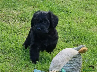 Schnoodle dogs Schnoodles - Advert 1