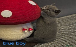 British Shorthair cats for sale: British Blue Shorthair kittens, GCCF pedigree - Image 20