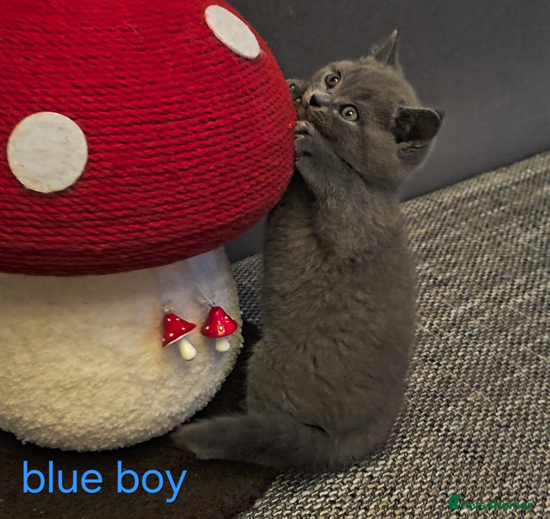 British Shorthair cats for sale: British Blue Shorthair kittens, GCCF pedigree - Image 20