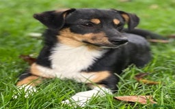 Mixed Breed dogs for adoption: 💖🐶 TINA 🐶💖 - Image 4