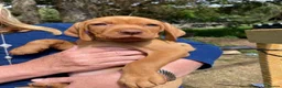 Hungarian Vizsla dogs for sale: Wirehaired Hungarian Vizsla Puppies in Larbert - Advert 10