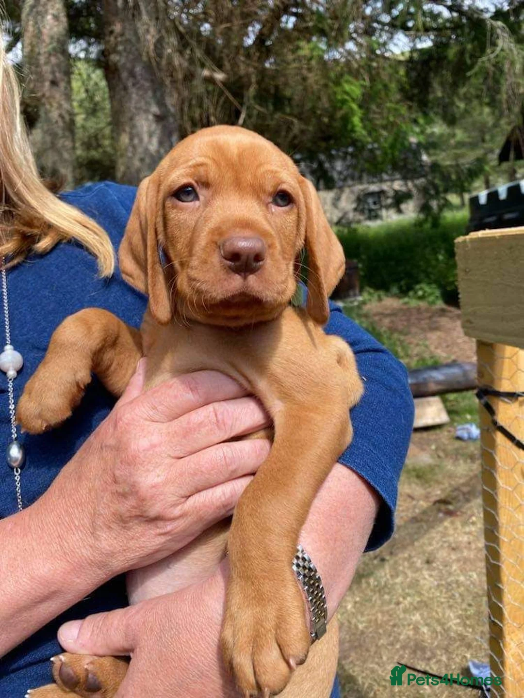 Hungarian Vizsla dogs for sale: Wirehaired Hungarian Vizsla Puppies in Larbert - Advert 10