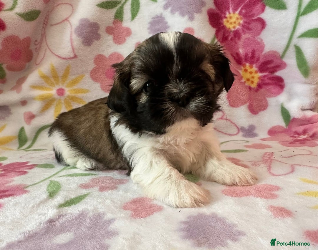 Shih Tzu dogs for sale: Shih Tzu Girls For Sale - Image 4