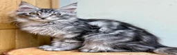 Maine Coon cats for sale: Beautiful Maine Coon kittens - Advert 7
