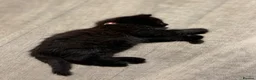 British Shorthair cats for sale: 2 female black kittens  in Bristol - Advert 12