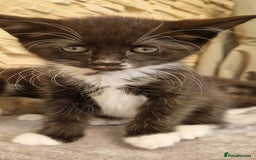 Mixed Breed cats for sale: Kittens😺 - Image 2
