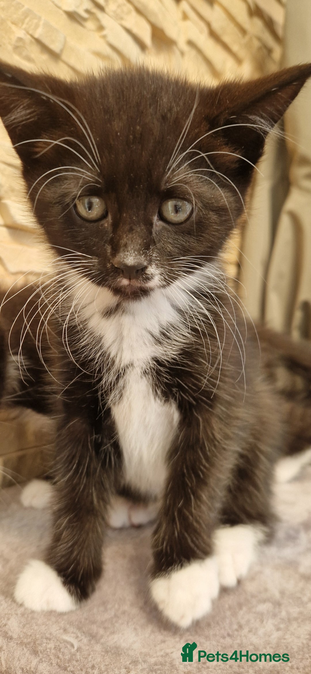 Mixed Breed cats for sale: Kittens😺 - Image 2