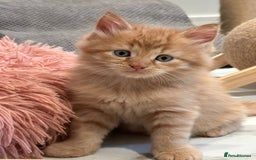 Maine Coon cats for sale: Stunning Mainecoon Kittens - Image 2