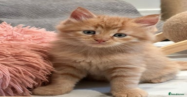 Maine Coon cats - Advert 8