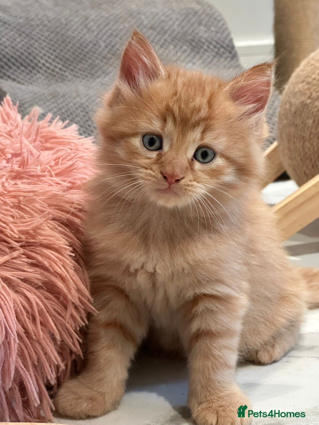 Maine Coon cats for sale: Stunning Mainecoon Kittens - Image 2