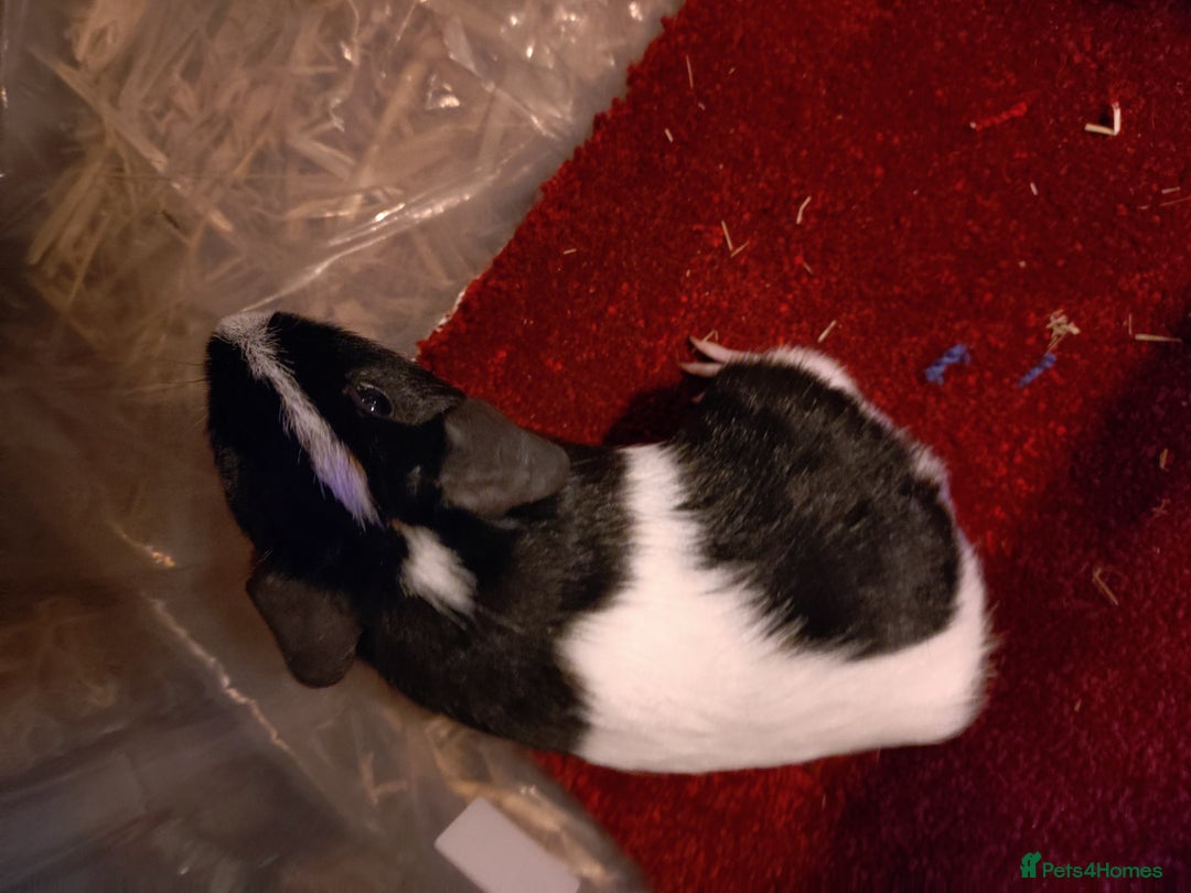 Guinea Pig rodents for sale: Baby guinea pig females and males - Advert 3
