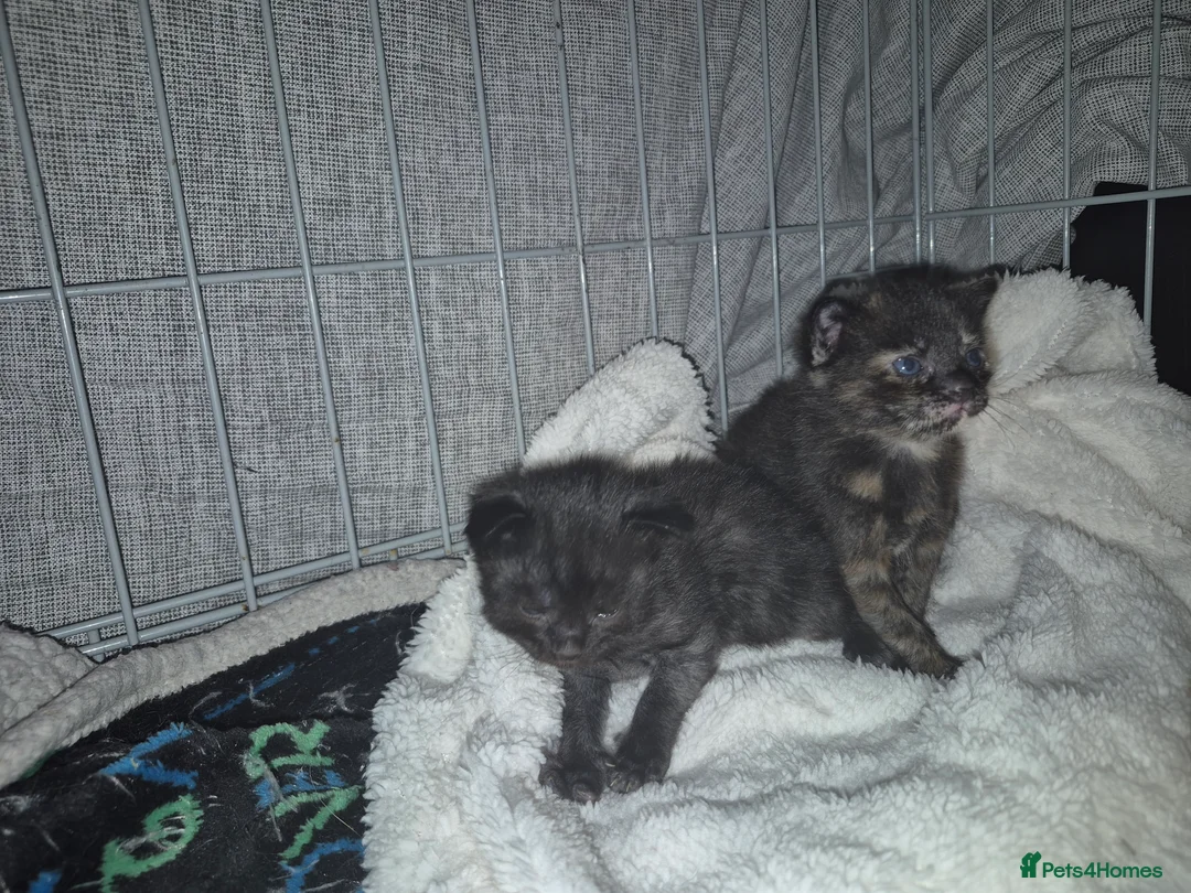 Mixed Breed cats for sale: 3 beautiful kittens - Advert 10