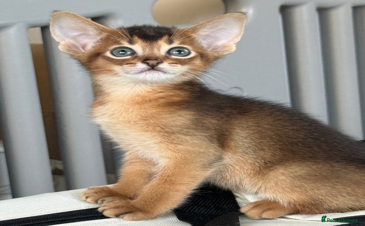 Abyssinian cats - Advert 4