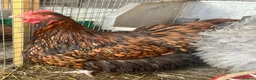 Chickens poultry for sale: Chickens and chicks read description - Advert 20