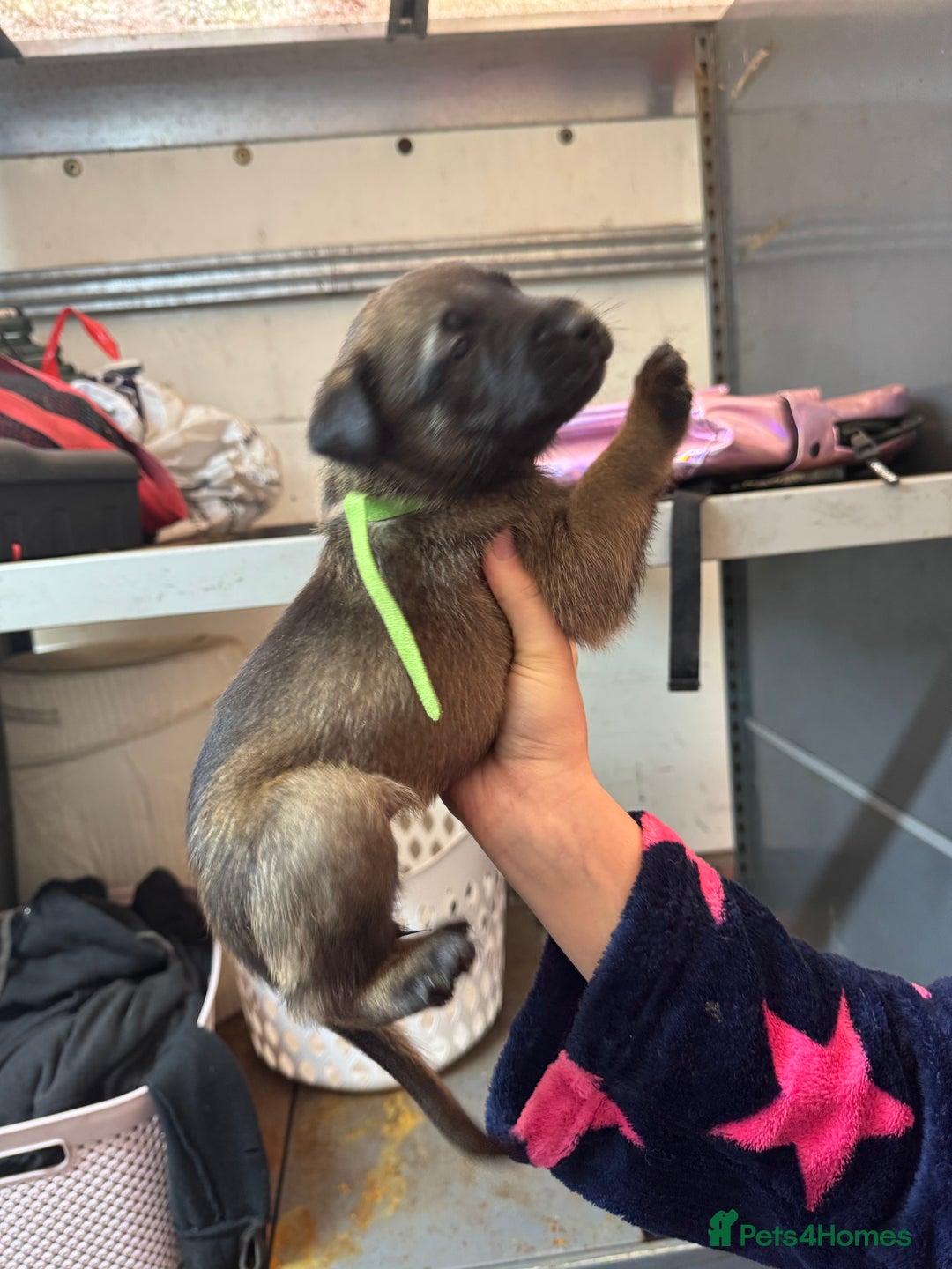 Belgian Shepherd Dog dogs for sale: 10 gorgeous Belgian Malinois pups - Advert 6