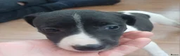 Mixed Breed dogs for sale: Bedlington whippet/Bedlington greyhound x whippet - Advert 8