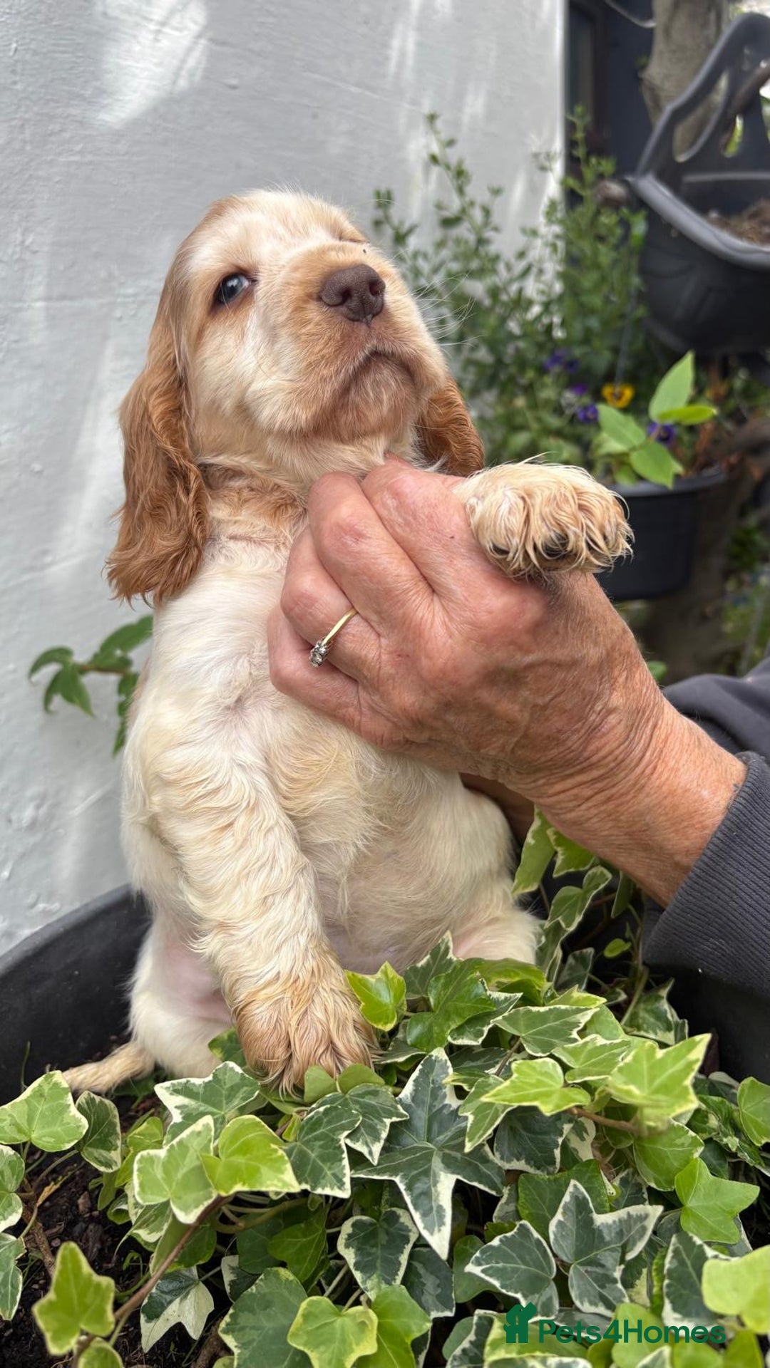 Cocker Spaniel dogs for sale: Show cocker spaniels  - Image 16