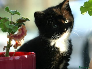 Exotic cats Exotic cross kittens - Advert 2