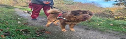 Shar Pei dogs for stud: Top quality full chco and tan bear coat  - Advert 6