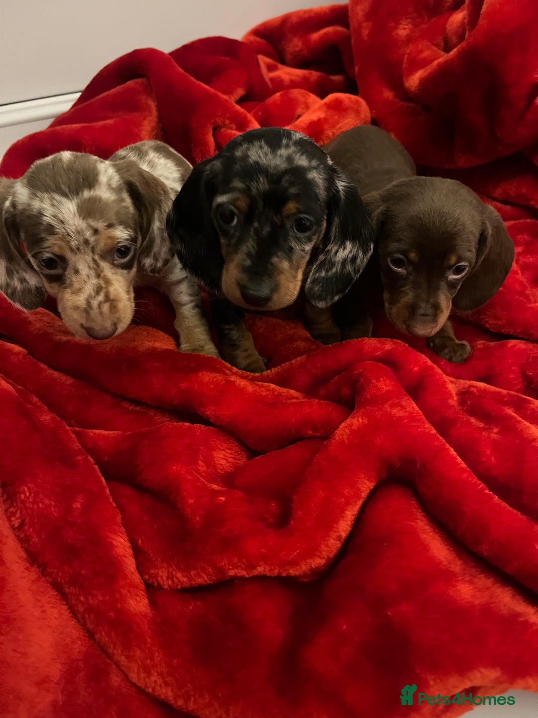 Dachshund dogs for sale: Dachshund  puppies  - Advert 5