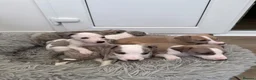 Whippet dogs for sale: KC Registered Whippet Puppies – Home Reared, - Advert 2