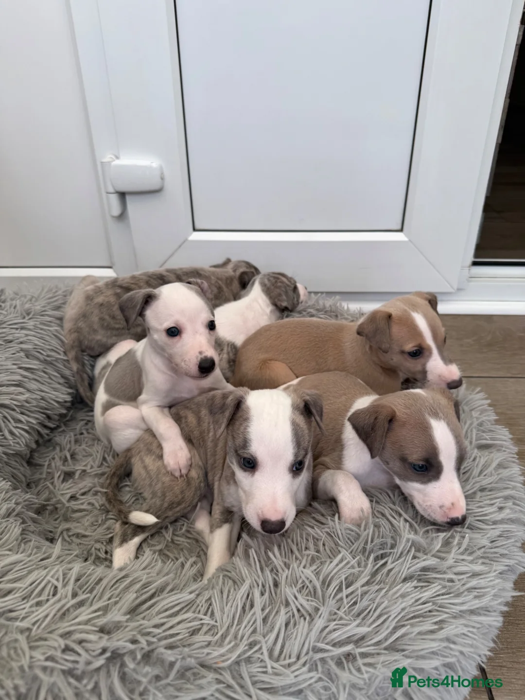 Whippet dogs for sale: KC Registered Whippet Puppies – Home Reared, - Advert 2