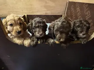 Cockapoo dogs F1 Cockapoo puppies - Advert 5
