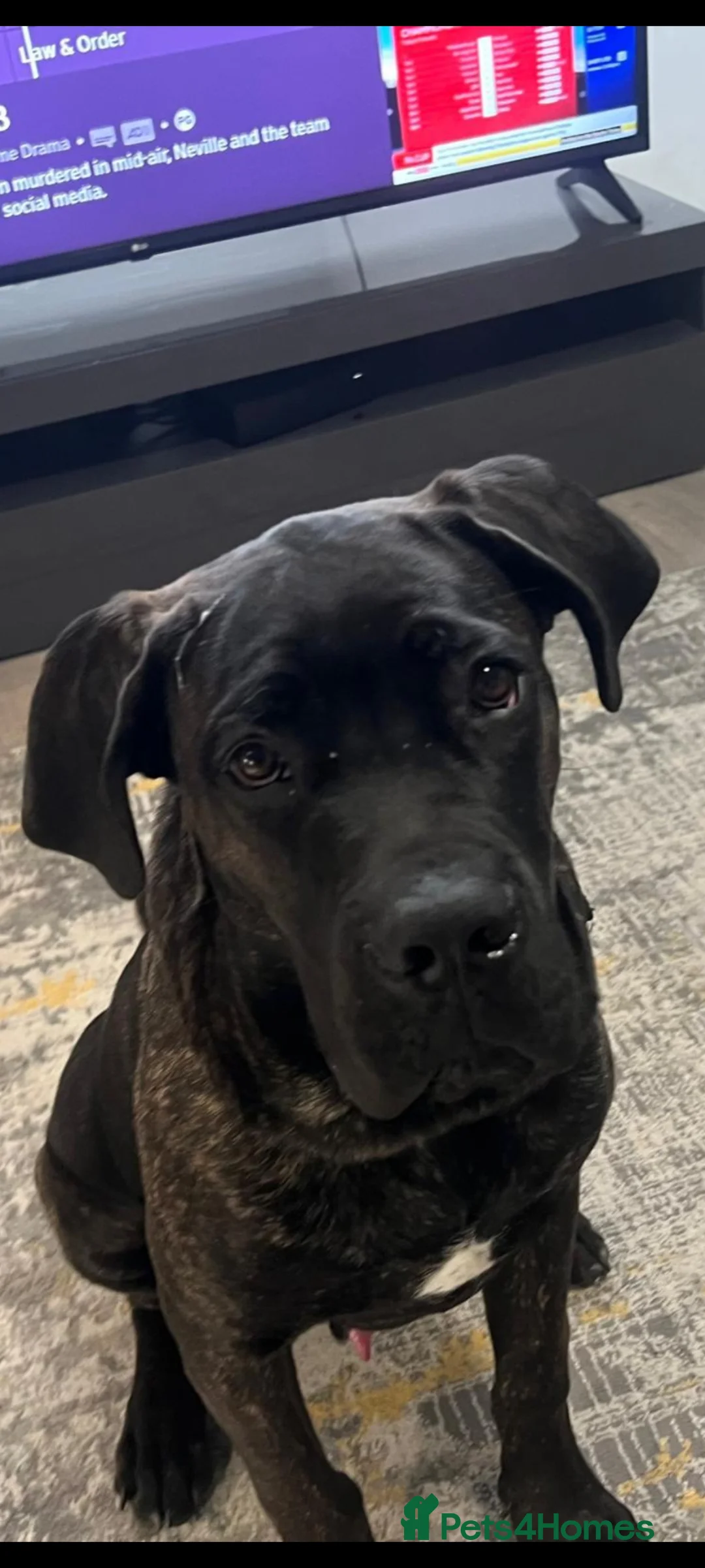 Cane Corso dogs for sale:  ONLY UK LITTER  DYRIUM LINES  3 left 🖤  - Advert 2