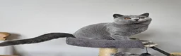 British Shorthair cats for sale: Stunning British shorthair blue kittens, neutered - Advert 12