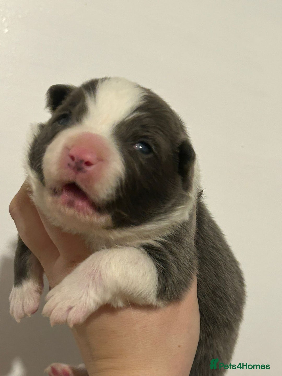 Border Collie dogs for sale: TopClass KC Health tested Border Collie Puppies  - Advert 10