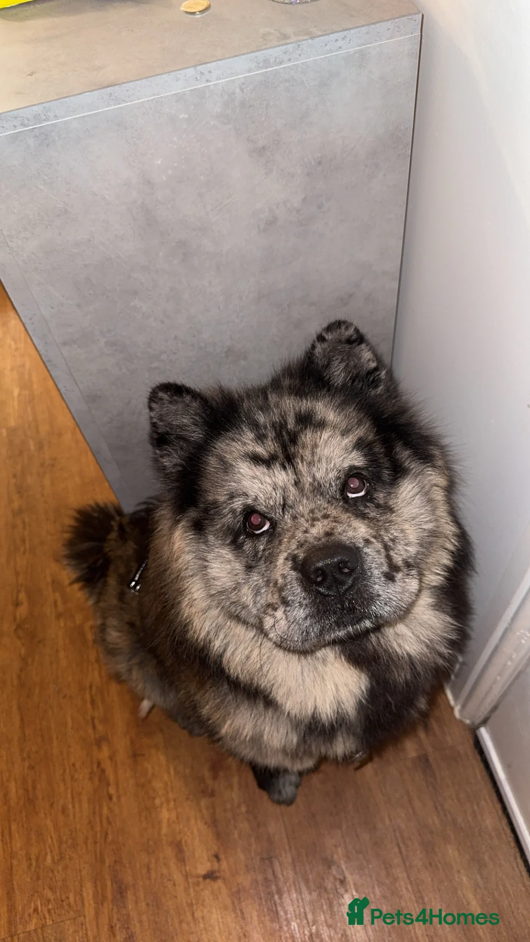 Chow Chow dogs for sale: Sullivan (Sully) - Advert 3