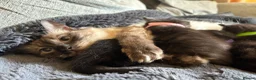 Scottish Fold cats for sale: Ragdoll x Scottish Fold - litter of 4!  - Advert 20