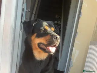 Rottweiler dogs Rottweiler- Good Home! - Advert 9