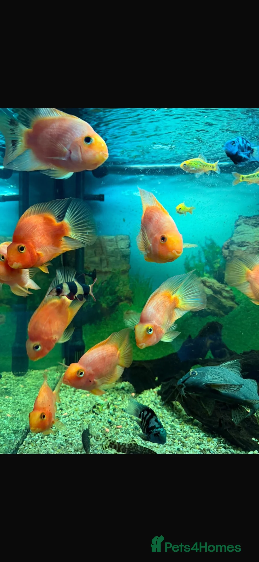 Other/Mixed Breed fish for sale: Tropical fish  - Advert 3