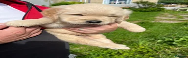 Golden Retriever 1