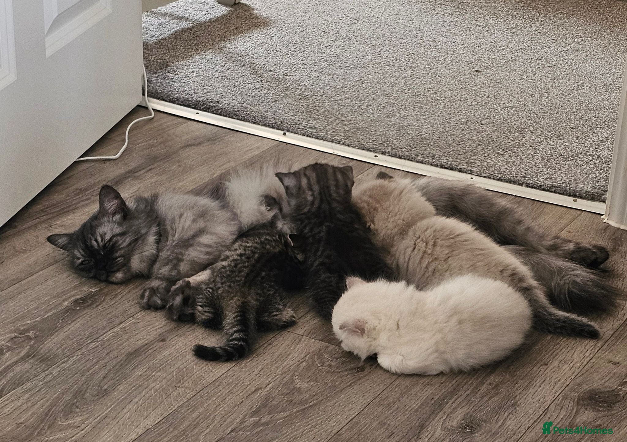 British Shorthair cats Stunning & Unique Kittens for Sale in Buckingham - Advert 2