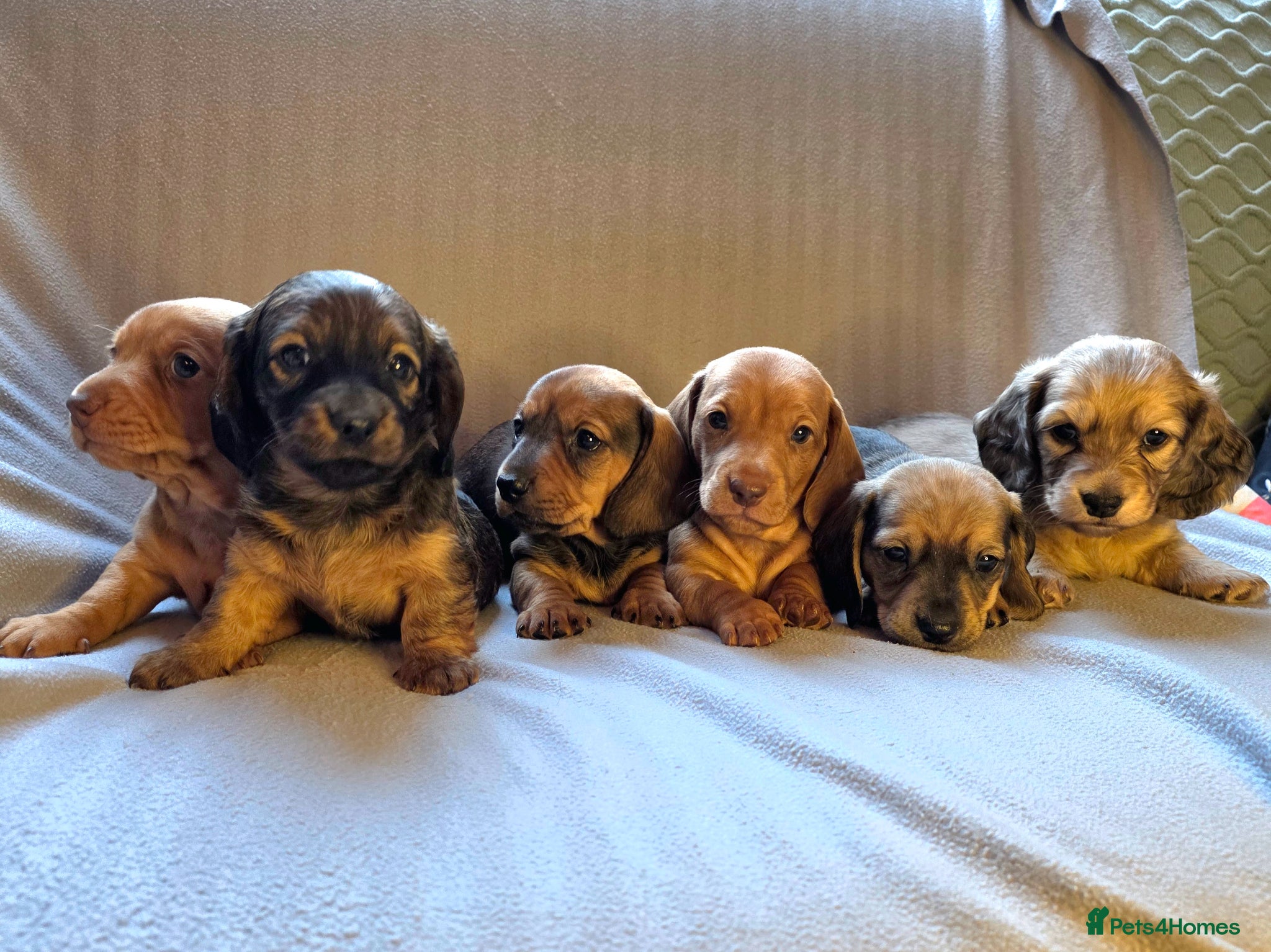 Dachshund dogs Sausage Squad looking for their Forever Sofas!  - Advert 1