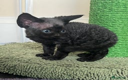 Devon Rex cats for sale: Affectionate Devon Rex Boy available  in Ramsgate - Image 12
